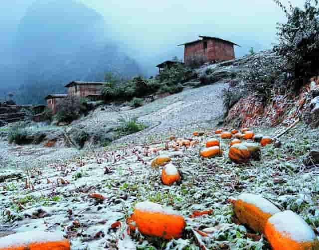 狗狗掉毛困扰，袖虎来支招！