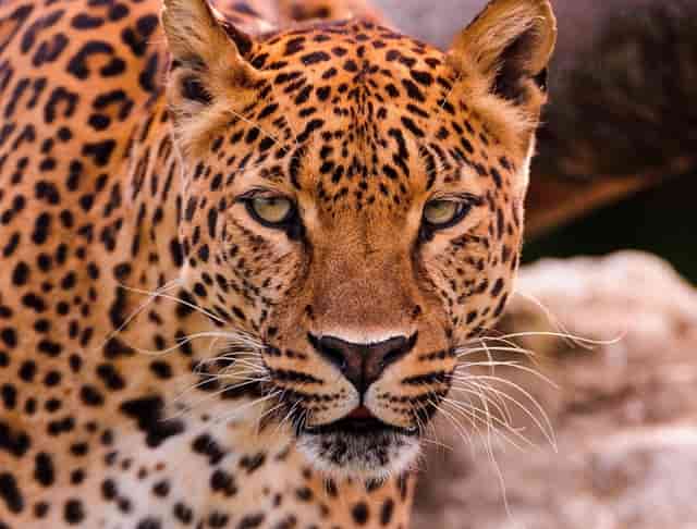 11月彩电线下市场零售额下降19.8%