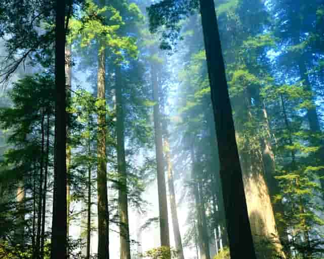 袖虎病猫攻略：猫氨的作用你知道多少？