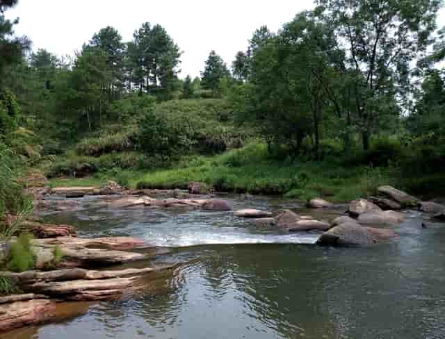 袖虎说下，猫咪真的没有狗狗忠诚吗？