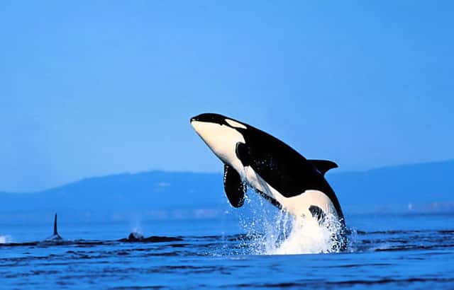 可以考研的政治