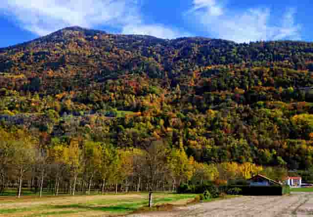 袖虎病猫攻略：加菲猫眼泪能止住吗？