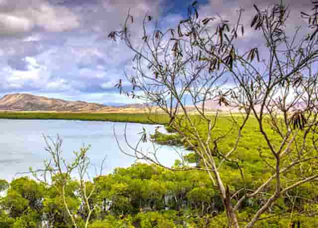 袖虎病猫攻略：猫鼻支和杯状病毒的区别