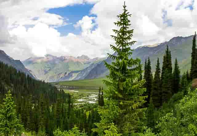 袖虎病猫攻略：猫咪烫伤处理